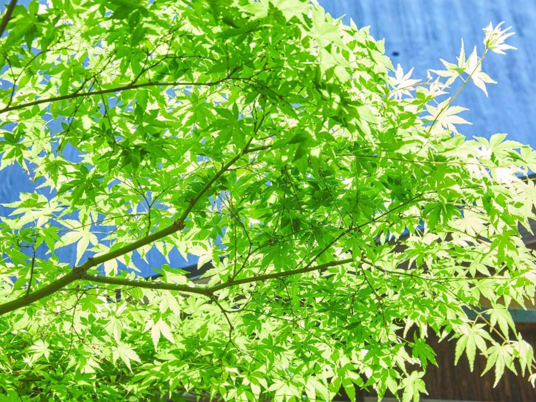 YasakaNoYado024
