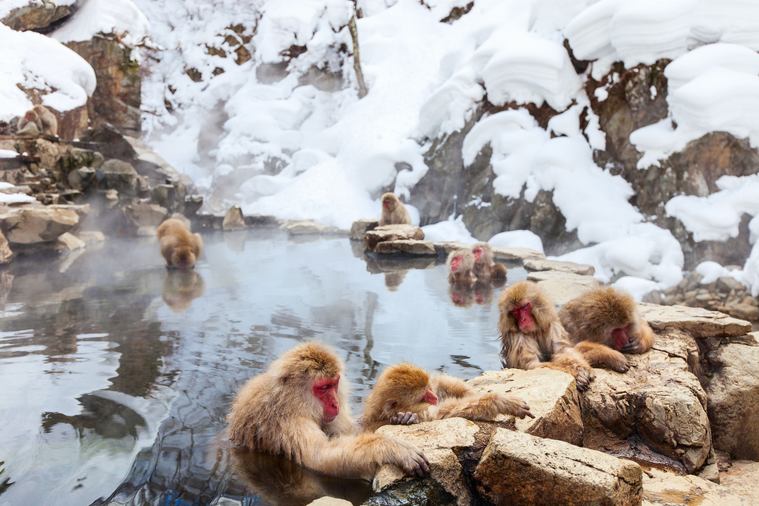 Les célèbres singes des neiges à rencontrer dans la région de Nagano