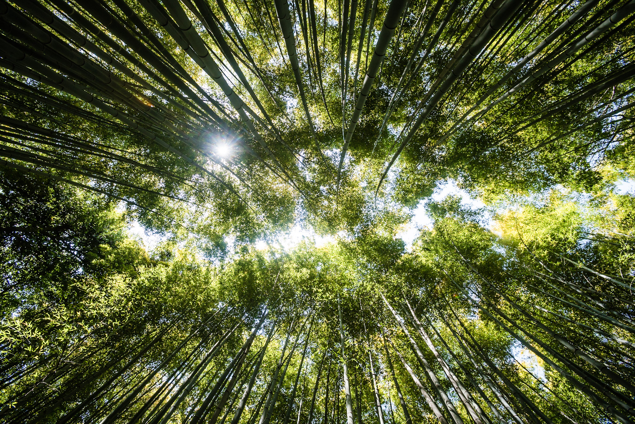 Bosque de bambú en Arashiyama: famoso sitio turístico para visitar en Kioto