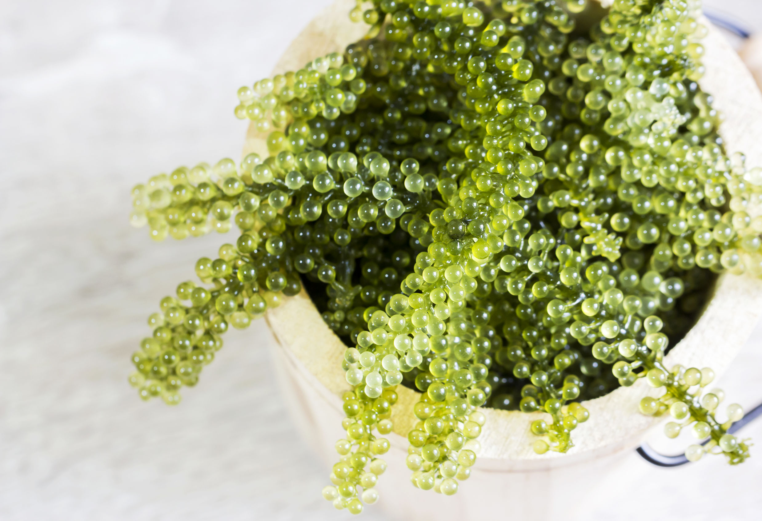 Le umibudo (raisin de mer en japonais) est une algue verte en forme de petite grappe de raisins.