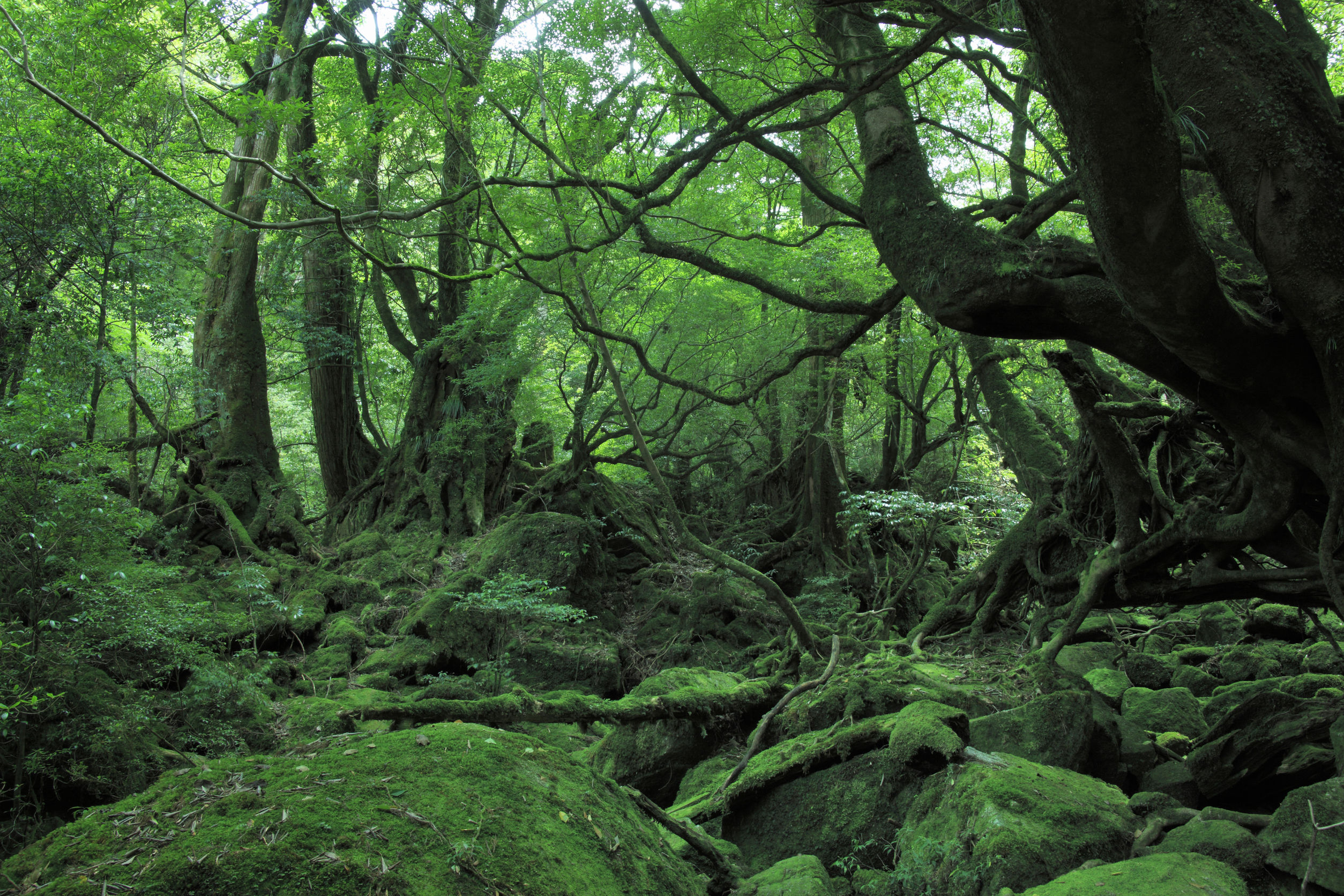 La pequeña isla tropical de Yakushima en Japón es el hogar de la naturaleza que inspiró a Hayao Miyazaki para "La princesa Mononoke".