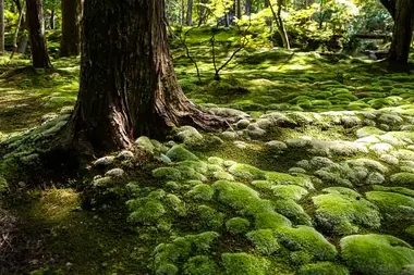 Saihoji Temple Kokedera Moss Temple