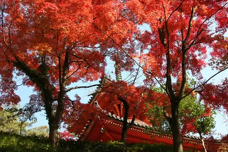 El templo Mitakidera bajo los flameantes arces.