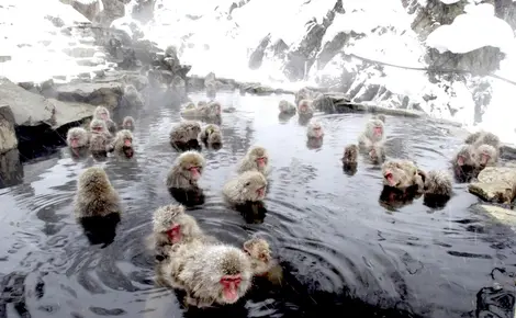 Des singes dans un onsen près de Nagano.