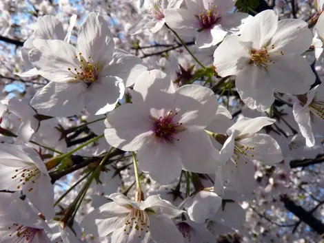 Kirschbäume