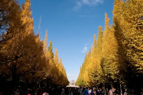 Les arbres de Meiji-jingu
