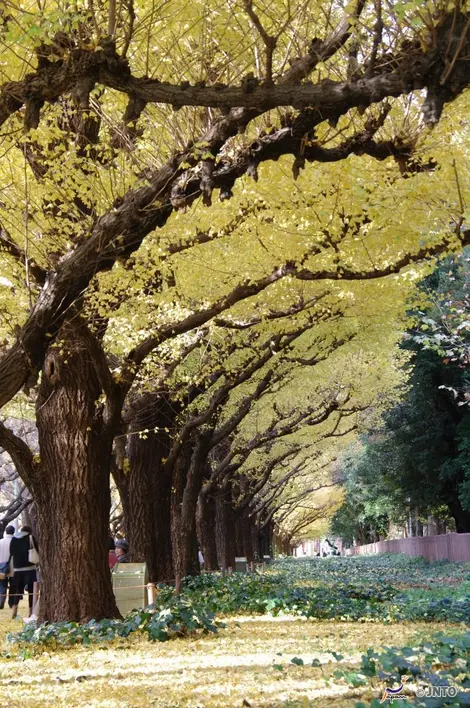 Le jardin Meiji jingu à Tokyo