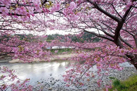 La rivière Kawazu et ses cerisiers en fleur