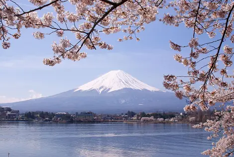 Lake Kawaguchiko Sakura Mont Fuji