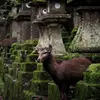 nara