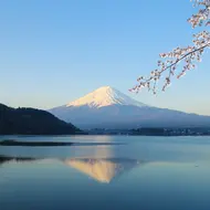 Mount Fuji during cherry blossom (Sakura)