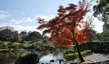 Tree with red leaves hanging over a pond in a park