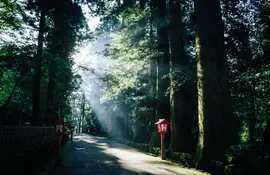 Komorebi: Lichtfilterung durch die Bäume am Hakone-Berg Fuji auf der alten Tokaido-Straße