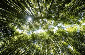 Bosque de bambú en Arashiyama: famoso sitio turístico para visitar en Kioto