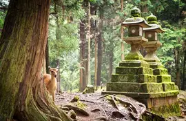 Les 1200 cerfs Sika en liberté dans le parc de Nara sont sacrées : à moins d'1h de Kyoto, elles feront le plaisir des petits et grands !