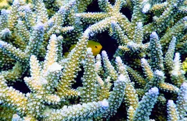 L'isola di Ishigaki, nell'arcipelago di Okinawa, è uno dei punti di immersione più spettacolari del Giappone