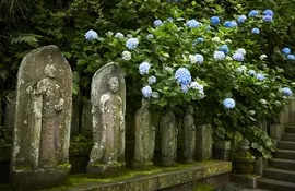 Pleasant flower garden, astonished sea view or an eleven-headed statue covered with gold leaf: the Hasedera temple, in Kamakura, is worth the trip from Tokyo!