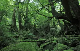 La pequeña isla tropical de Yakushima en Japón es el hogar de la naturaleza que inspiró a Hayao Miyazaki para "La princesa Mononoke".
