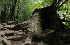 La pequeña isla tropical de Yakushima en Japón es el hogar de la naturaleza que inspiró a Hayao Miyazaki para "La princesa Mononoke".