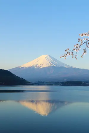 Le Mont Fuji pendant les cerisiers en fleurs