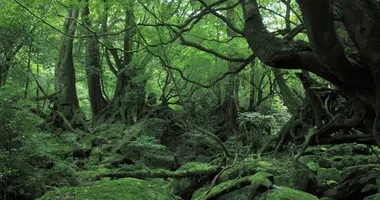 The tiny tropical island of Yakushima in Japan is home to wilderness that inspired Hayao Miyazaki for "Princess Mononoke"