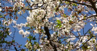 Cherry blossoms in spring