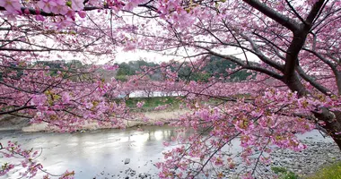 Kawazu River and its cherry blossoms