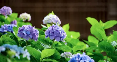 Admirer les hydrangeas à Tokyo