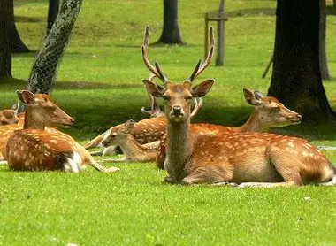Ciervos del parque de Nara.