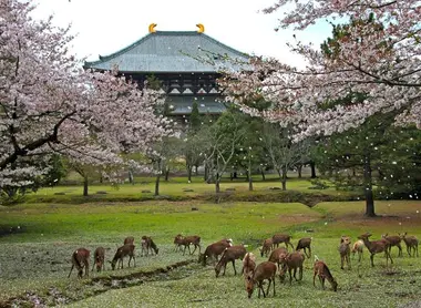 Los ciervos del parque de Nara bajo los cerezos en flor.