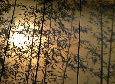 Les visiteurs viennent autant au musée Nezu pour contempler la beauté du jardin que pour découvrir les œuvres d’art.