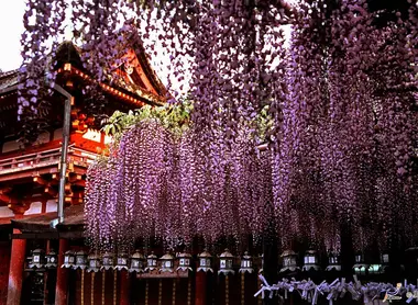 Le Kasuga Taisha