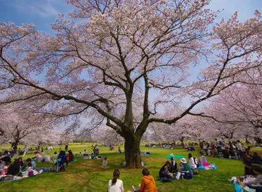 Under the pink petals of cherry blossom, it is good picnic.