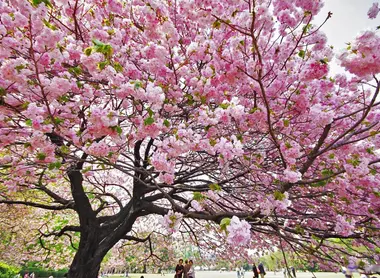 Like a cloud of petals ...