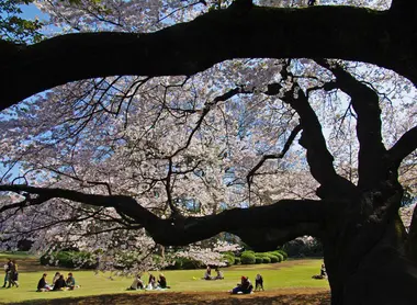 Yori Dango Yana, pastries rather than flowers, that is, a picnic is much better under a cherry tree.