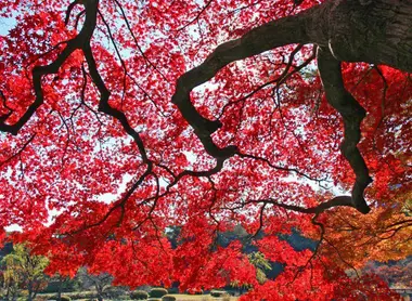 Gli incredibili contrasti di colore dei giardini giapponesi.