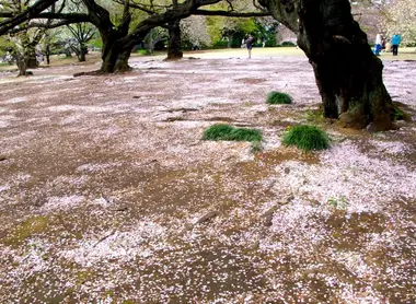The bed of cherry petals just after hanami.