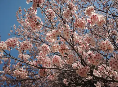 The best places in Japan Guide under the cherry blossoms.