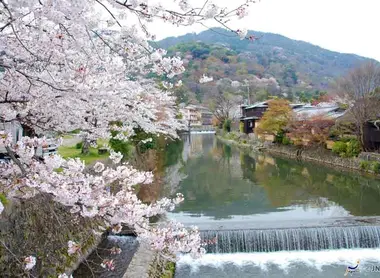 Cherry blossoms in Kyoto