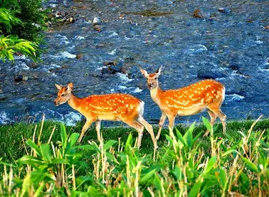 Les biches du parc de Shiretoko