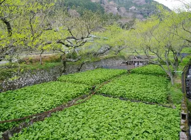Un hermoso campo de wasabi.