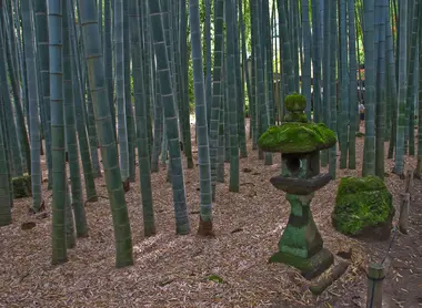 hokokuji bambou