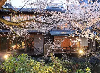 Cerezos en flor y hojas verdes frente a las machiya en el barrio Shirakawa.