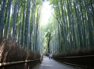Path through the bamboo grove Arashiyama