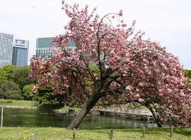 Un cerisier du jardin Hamarikyu, dans le quartier de Shiodome à Tokyo