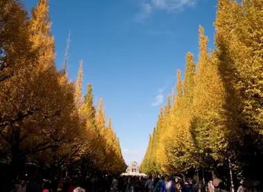 Les arbres de Meiji-jingu