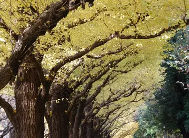 Le jardin Meiji jingu à Tokyo