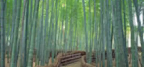 Kyoto Tours 2