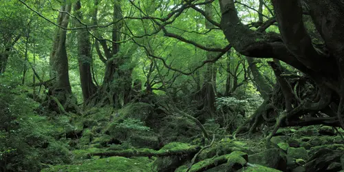 La pequeña isla tropical de Yakushima en Japón es el hogar de la naturaleza que inspiró a Hayao Miyazaki para "La princesa Mononoke".