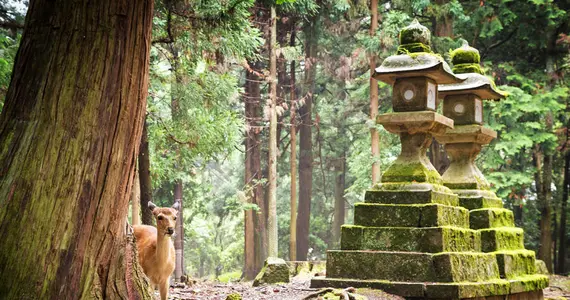 Nara Sika deers are sacred, and protected as National Treasures.